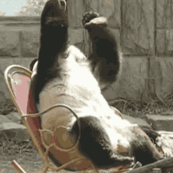 _Panda_FP.gif