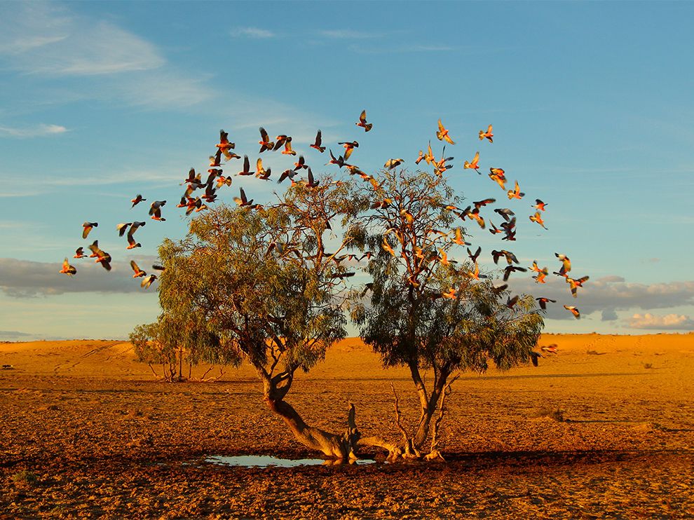 galah-birds-australia_84055_990x742.jpg