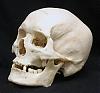 human-skull-fused atlas-A1-md.jpg
