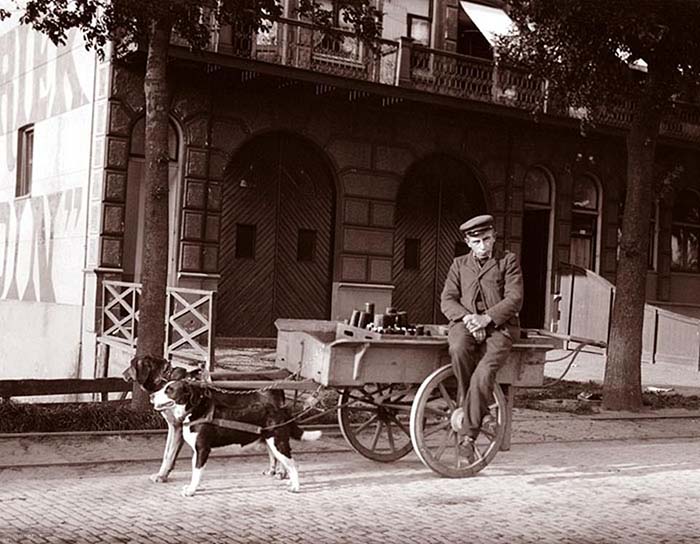 1904-europe-09 Мужчина сидит на тележке, запряженной двумя собаками. Нидерланды..jpg