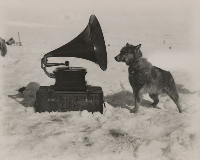 During an expedition of the South Pole, a dog enjoys the gramophone, 1911.jpg