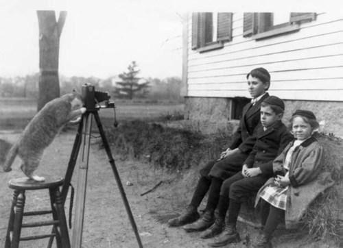 The Payro family cat directs a portrait of the Payro children, Wakefield, Massachusetts, 1909.jpg