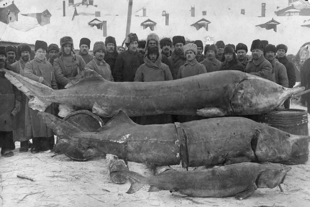 Beluga Sturgeon from the Volga river in 1924.jpg