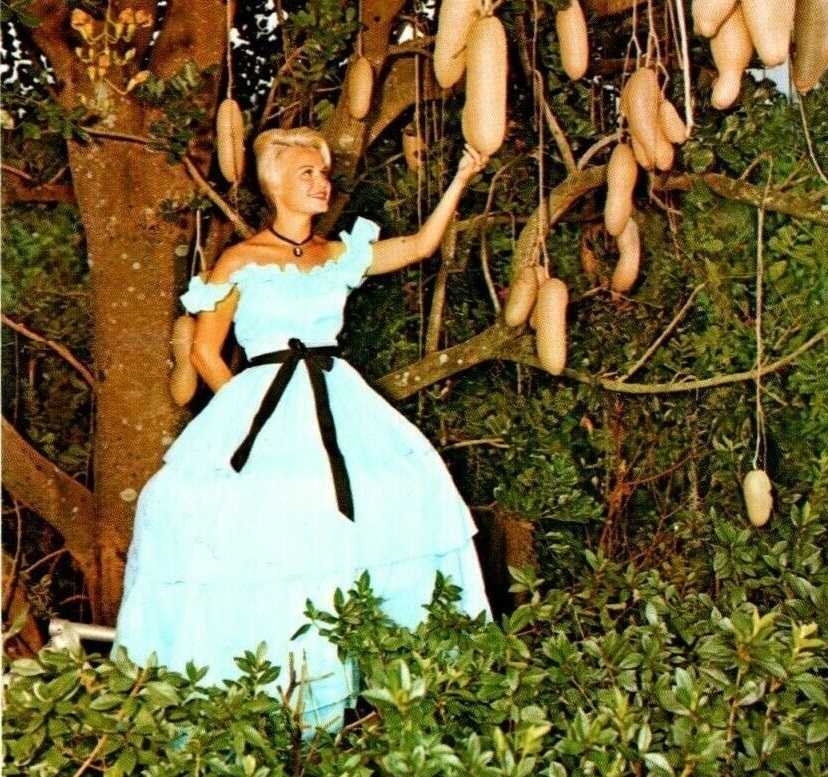 Southern Belle with Sausage Tree, Cypress Gardens, FLA circa 1960.jpg