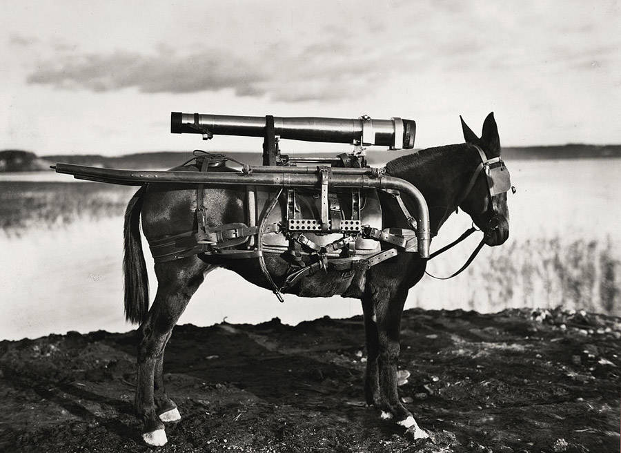 A donkey is seen with a rocket launcher strapped to its back in Turkey. 1930.jpg