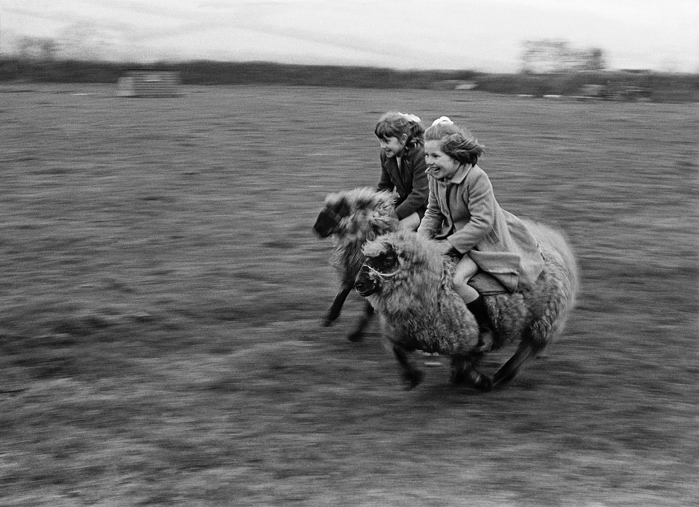 Racing sheep at a farm 1969.jpg