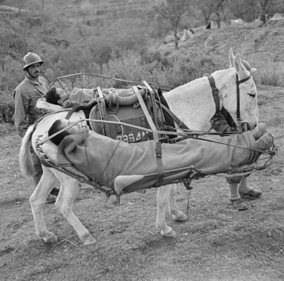 Mule transporting wounded Moroccans serving with the French government-in-exile during campaign in Italy, 1943.jpg