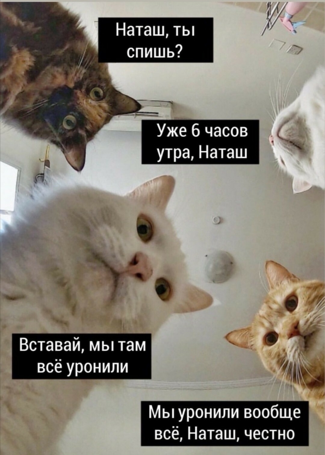 Наташа и коты.jpg