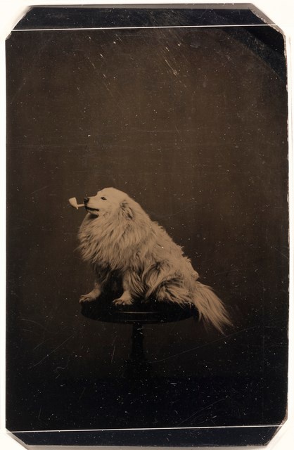 A dog smoking a pipe. circa 1875.jpg