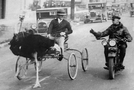 1930, ostrich carriage in LA is pulled over for crossing speeding limit.png