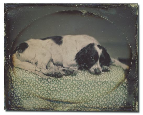 Oldest known photo of a Dog (circa 1852-1853).jpg