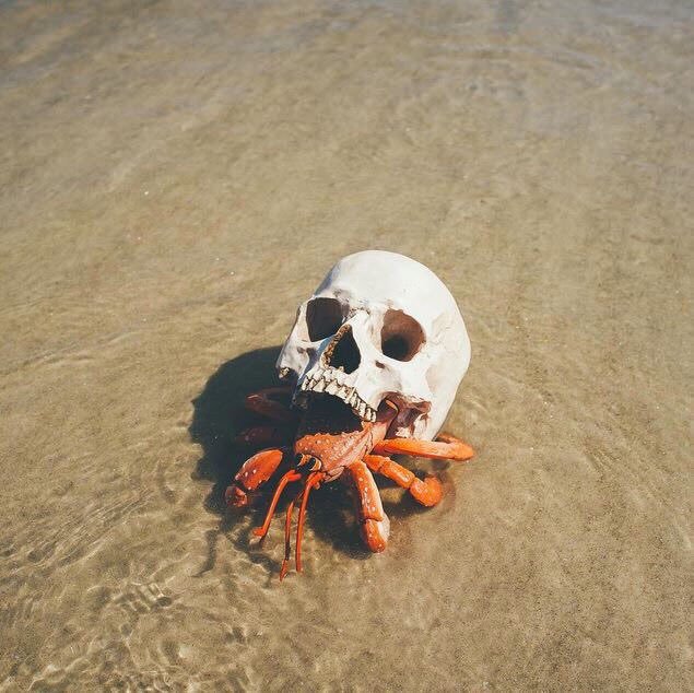 Hermit crab using a skull for a shell.jpg
