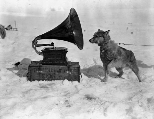 Dog listening to Gramophone, Antartica 1911.jpg