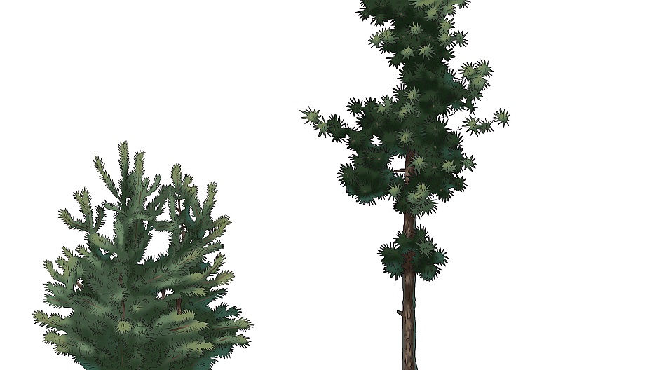 Pines_005_sm.png