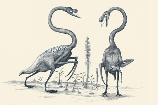 This is what Swans would look like if we drew them the same way we draw Dinosaurs - based only on their skeletons.jpg
