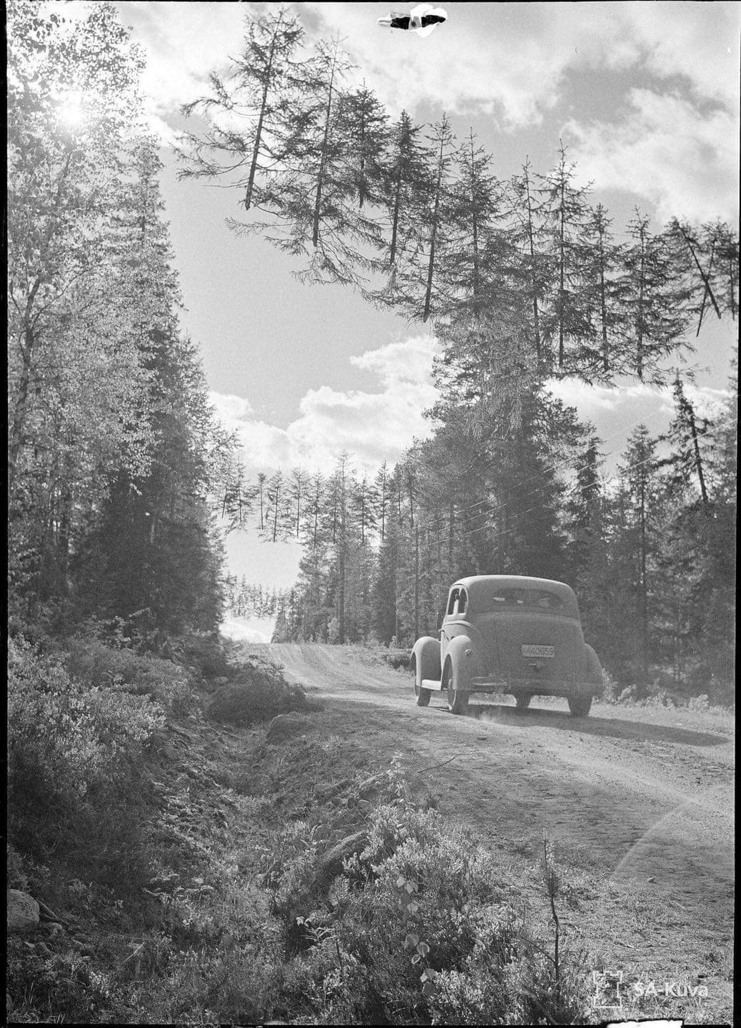 A rope hanging forrest the Finns made in WW2 for camouflaging roads.jpg