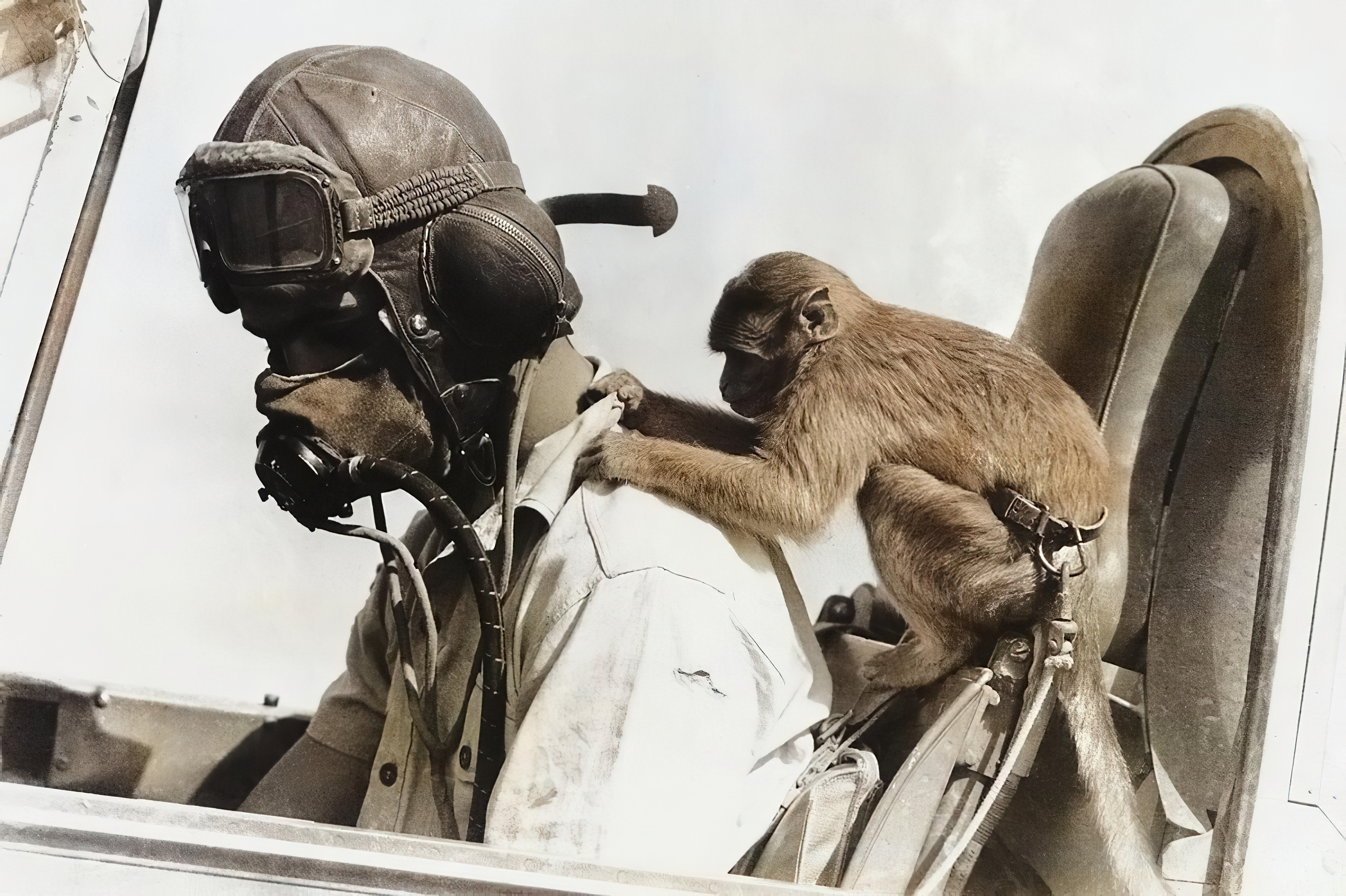 Monkey Mascot Buss with an R.A.F. Squadron stationed in Libya, on February 15, 1942.jpg