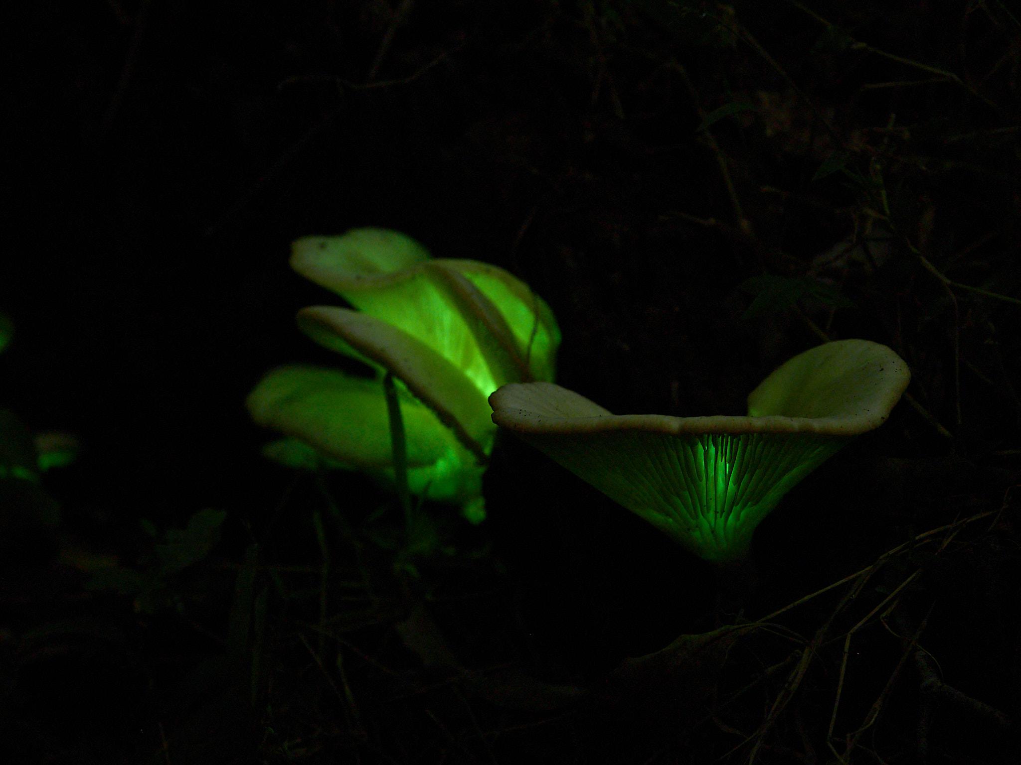 the ghost mushroom, Omphalotus nidiformis. It is visible to the naked eye.jpg