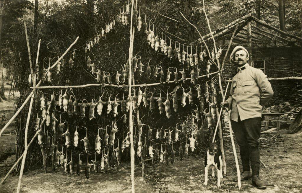 Heroic WWI dogs eradicated rat infestation in trenches.jpg