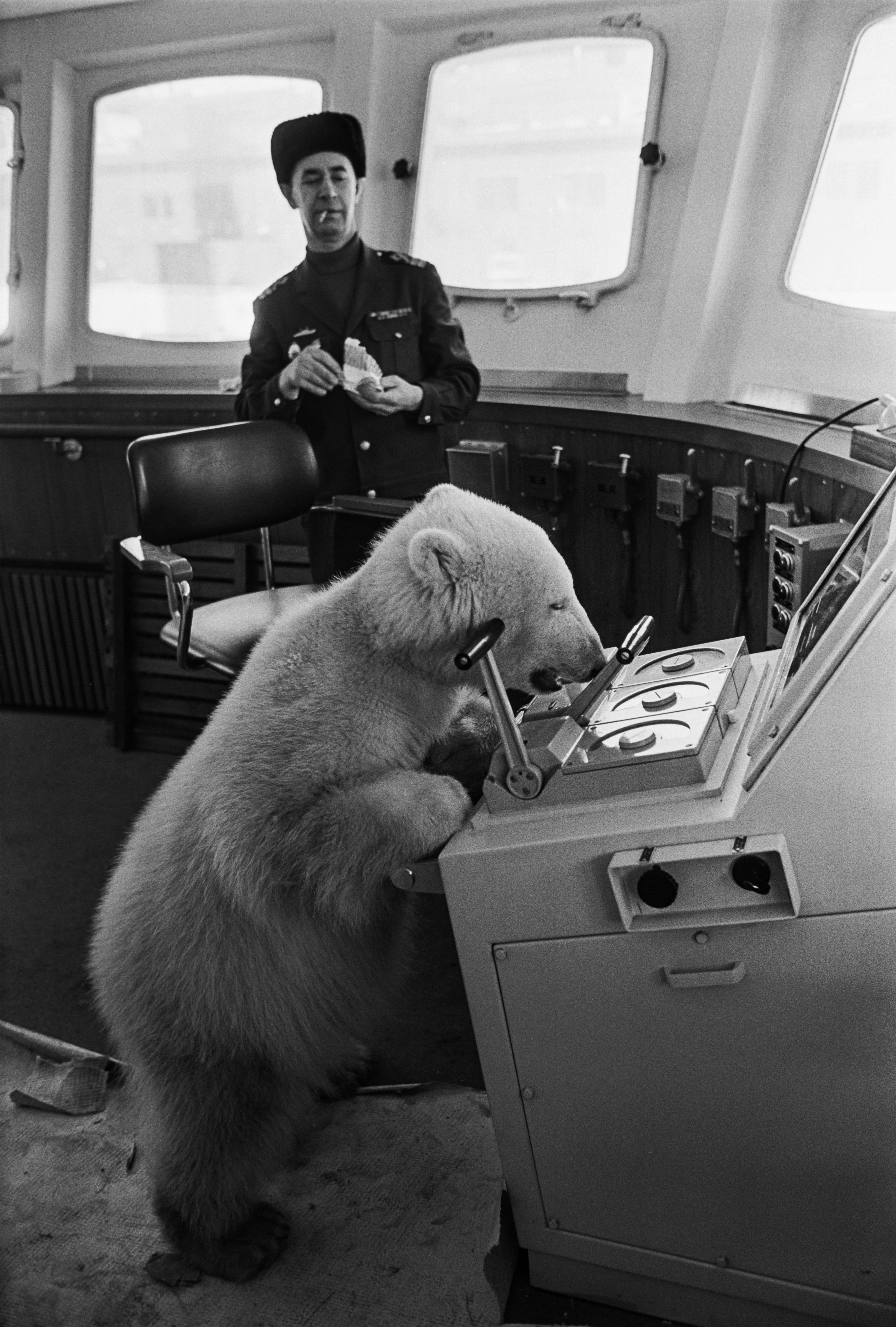 Mishka the polar bear visiting Helsinki aboard the Russian icebreaker Murmansk, circa 1970.jpg