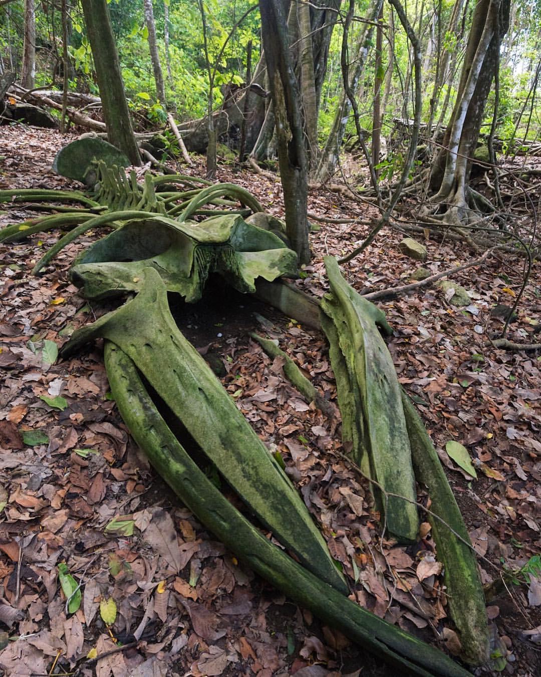 A whale skeleton in the middle of a rainforest in Osa Peninsula, Costa Rica.jpg