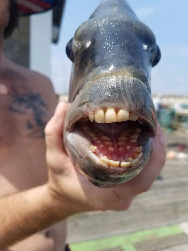 Sheepshead fish with human-like teeth caught in North Carolina.jpg