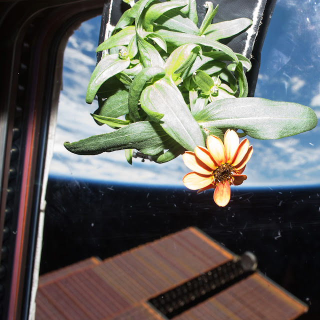 the first flower ever grown entirely in Space.jpg