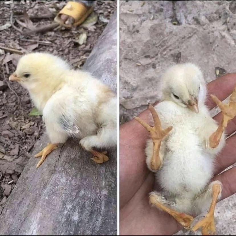 Chick born with the genetic defect polymelia, causing it to have 4 legs.jpg