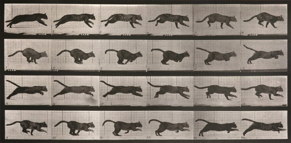 BHC1752-Cat-Running-at-Speed_Muybridge-CRsite-e1500308012950.jpg