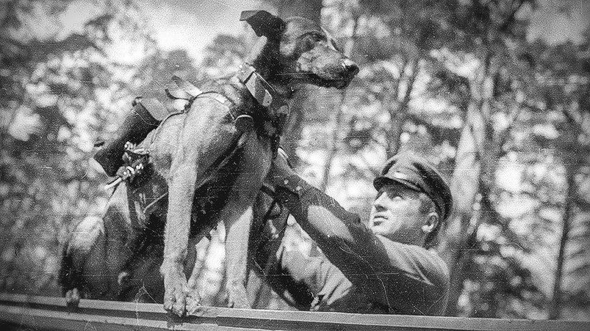 Soviet suicide dogs to blow up Nazi tanks.png