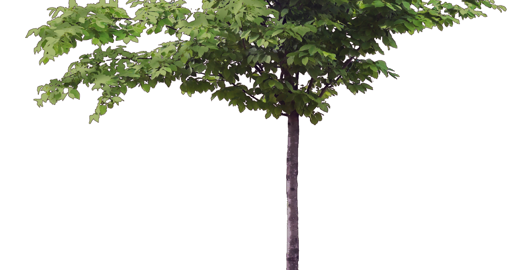 Tree_003_b_sm.png