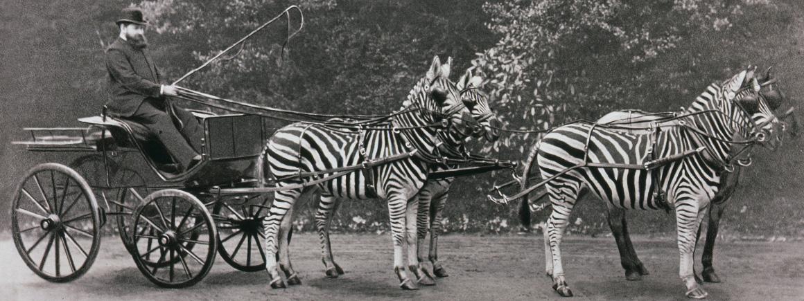 A zebra-drawn carriage in London [c.1900].jpg