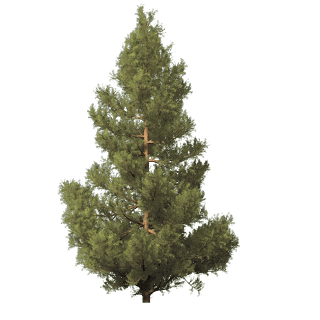 13-fir-tree-png-image.png