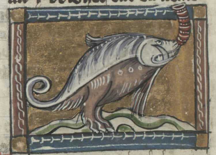 1350 illustration of a Hippopotamus.jpg
