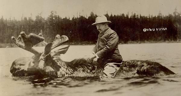 Roosevelt riding a moose. circa 1912.jpg