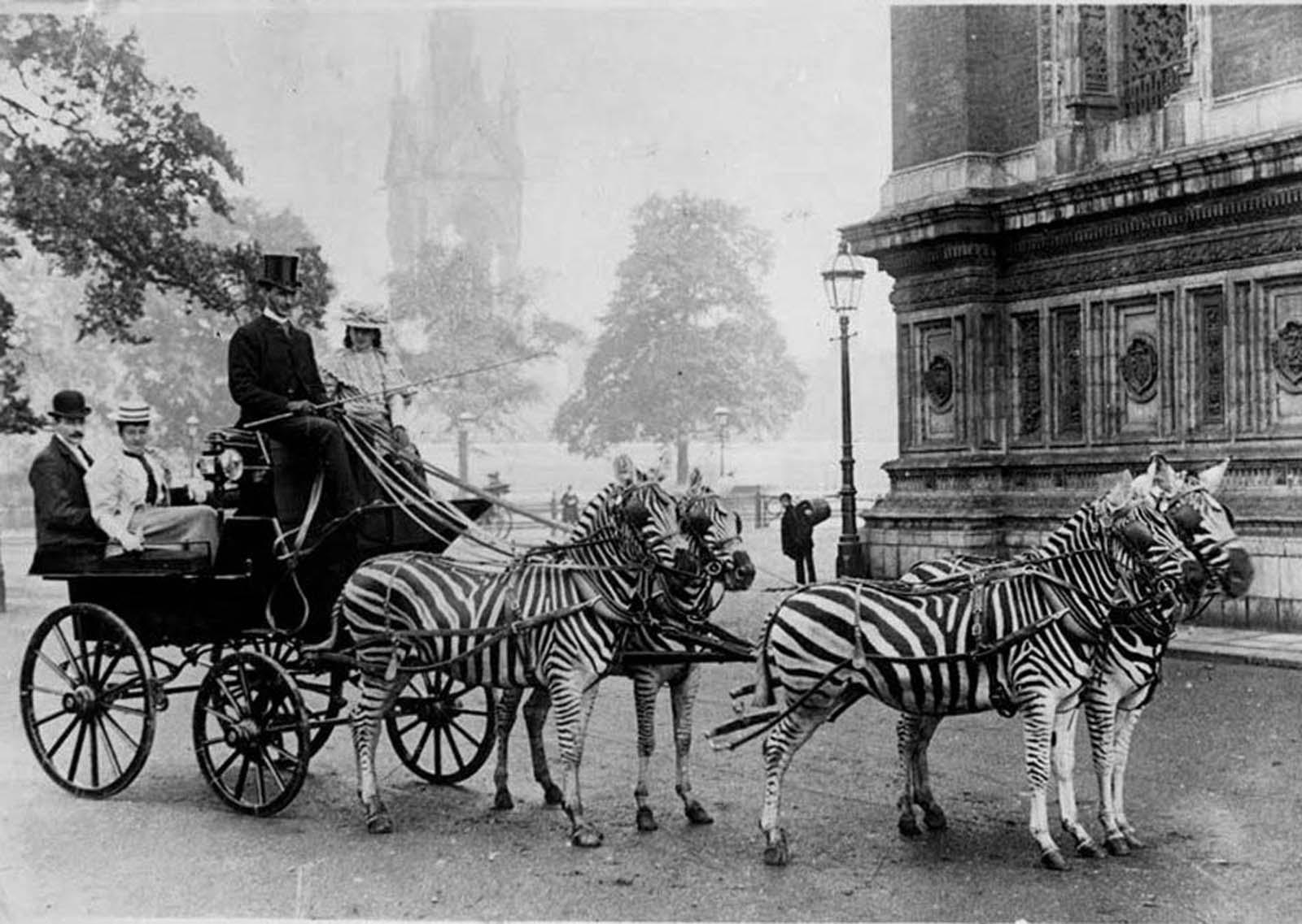 In the late 19th century, it was fashionable to train zebras to pull carriages. Pictured is Mr. Hardy, who was a noted horserider and trainer. 1898.jpg