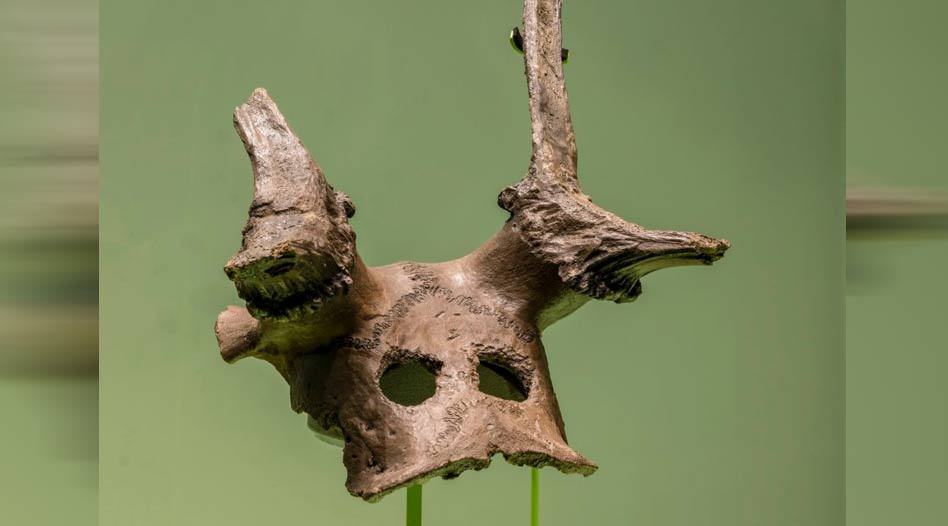 Deer skulls with carved eyeholes dating to 11,000 years ago have been discovered at Star Carr Mesolithic archaeological site, Scarborough, North Yorkshire, England.jpg