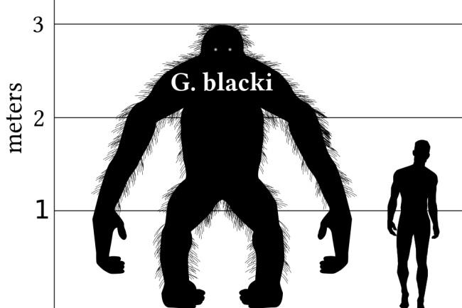 Gigantopithecus blacki is an extinct genus of great ape from the Early to Middle Pleistocene of southern China.jpg