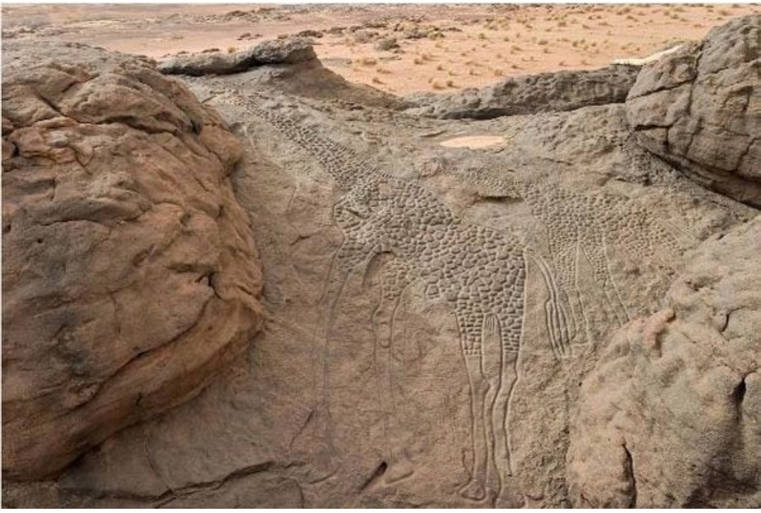 10,000 year-old giraffe engravings in the Sahara Desert.jpg