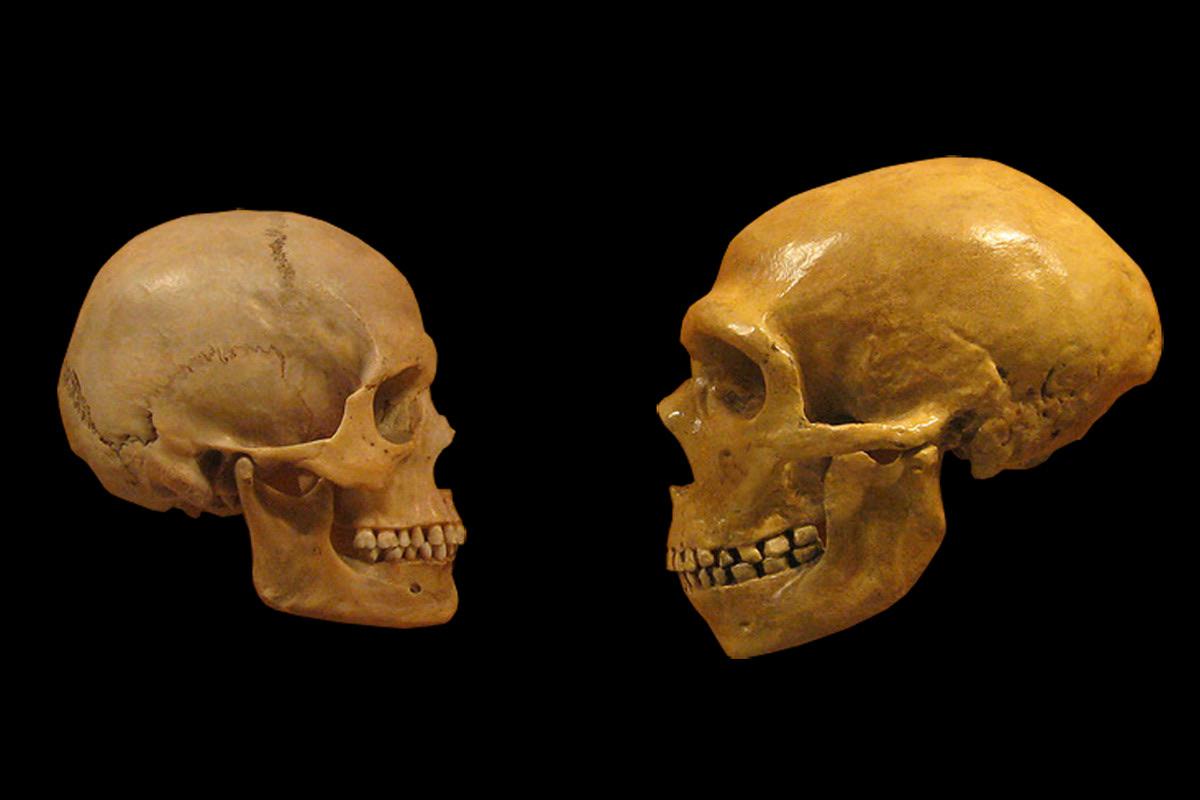 Human skull compared to Neanderthal skull.jpg