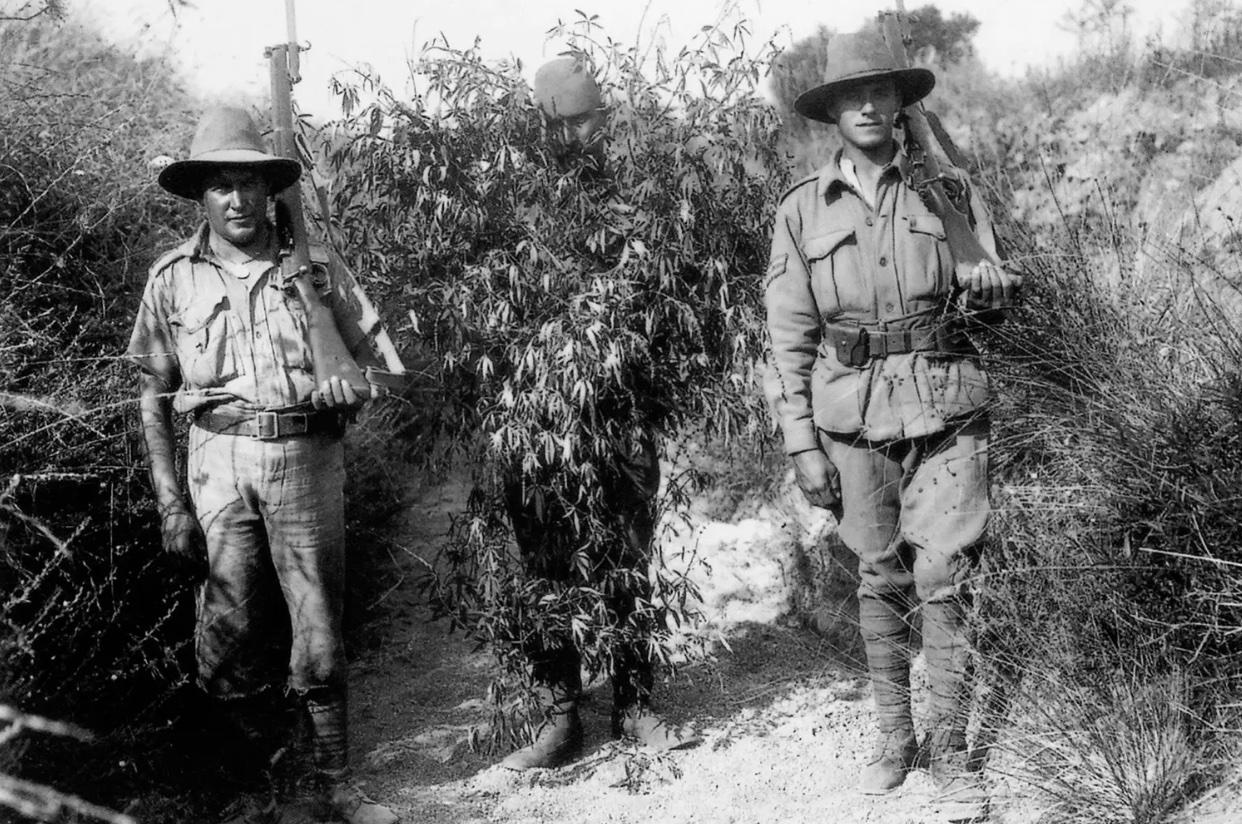 Australian fighters pose with a captured Turkish sniper disguised as a cannabis bush. Gallipoli peninsula, Turkey 1916.jpg