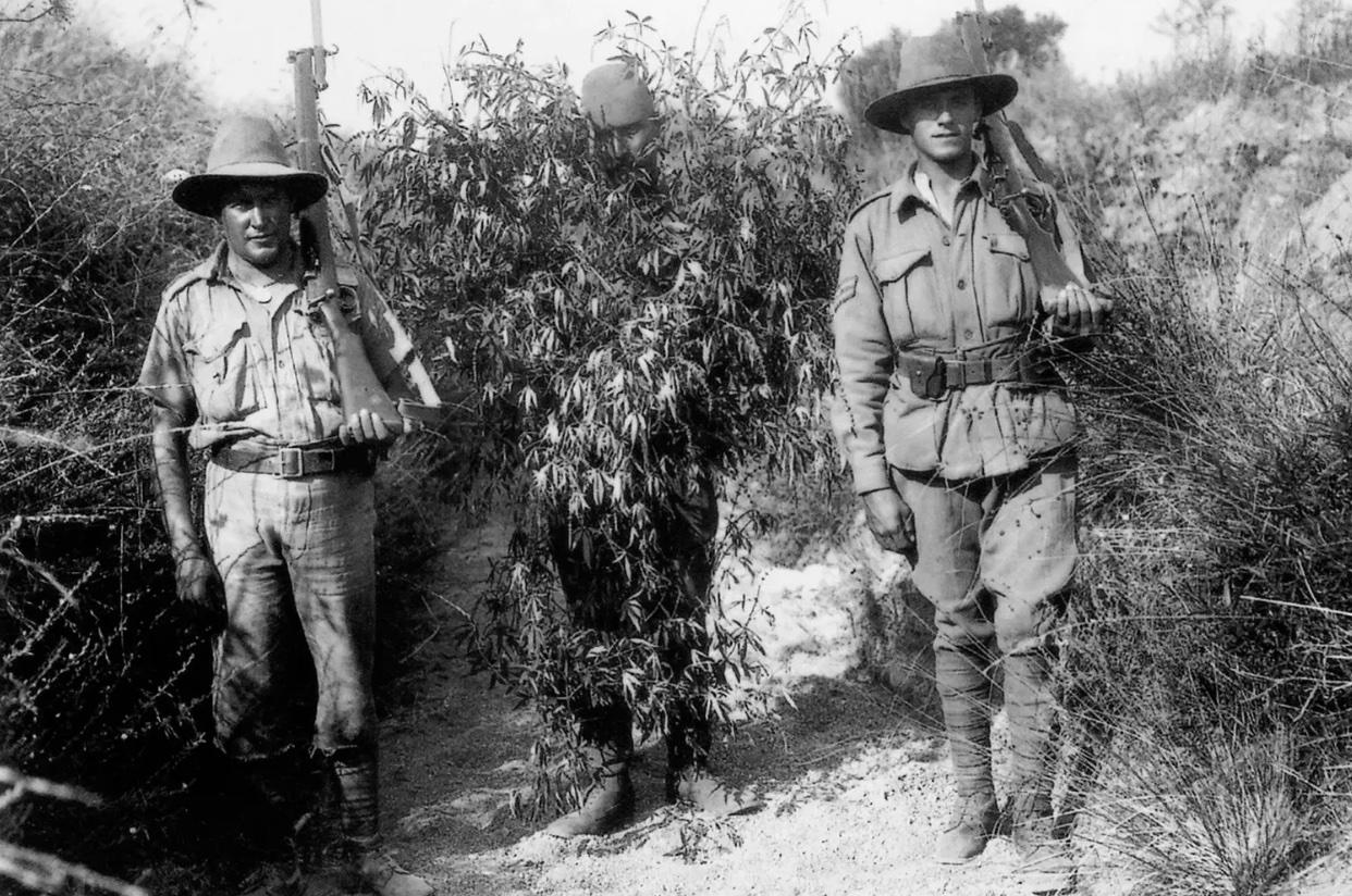 Australian fighters pose with a captured Turkish sniper disguised as a cannabis bush. Gallipoli peninsula, Turkey 1916.jpg