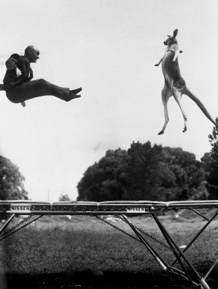 George Nissen, inventor of the trampoline, jumping with Victoria the kangaroo, 1960.jpg