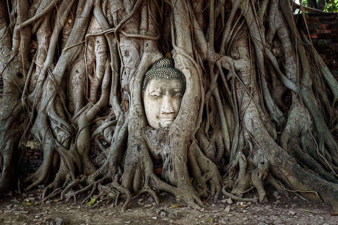 Sandstone Buddha in Bodhi roots. Wat Matathat (Temple of the Great Relic), constructed in 1374, in Ayutthaya Thailand.jpg