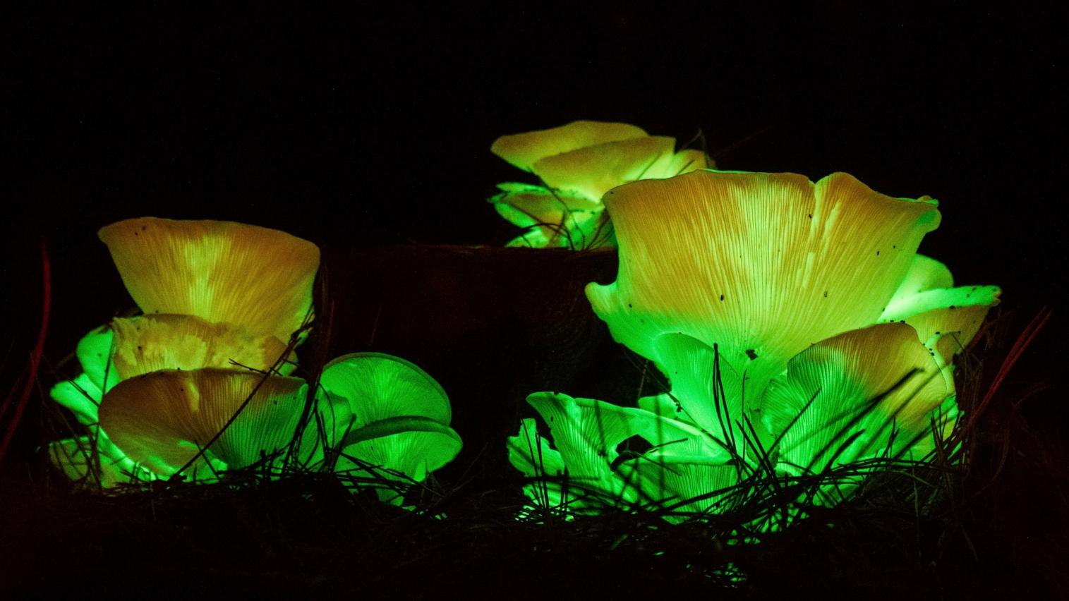 Amazingly bright glow-in-the-dark ghost mushrooms.jpg