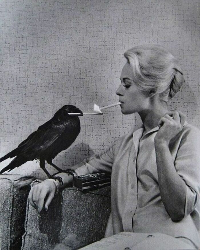 Tippi Hedren getting a light from a crow, on the set of The Birds, 1963.jpg