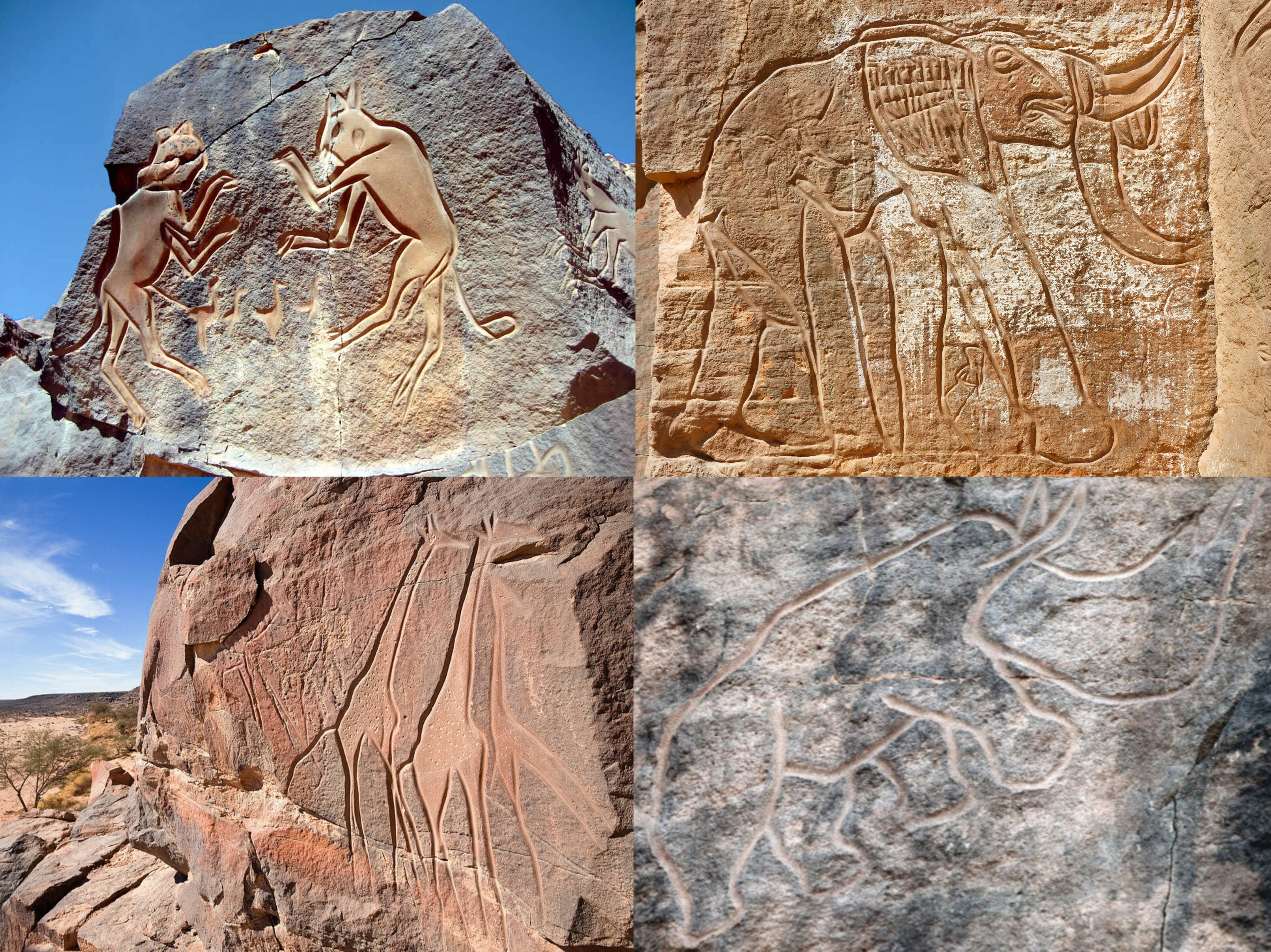 8000-year-old rock engravings depicting fighting felines, giraffes, an elephant and a rhinoceros. Located at the prehistoric site of Wadi Mathendous in Libya, back when the Sahara was green.jpg
