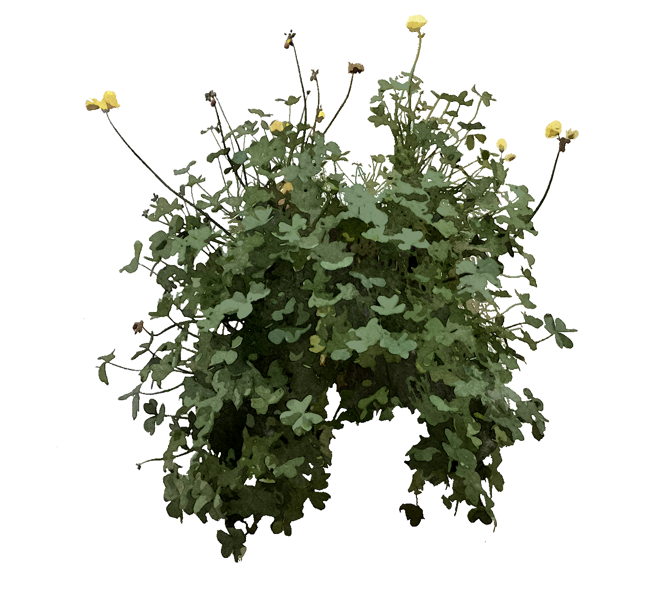 Grass_007_aq.png