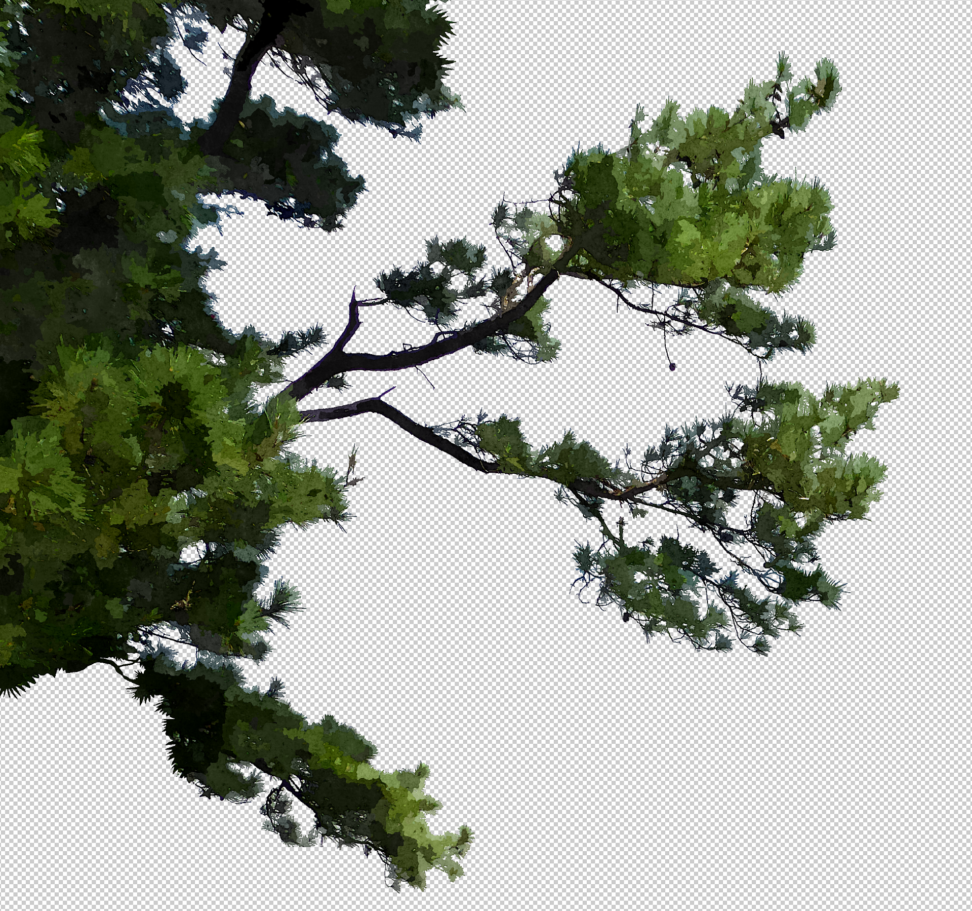 Pine_001.png