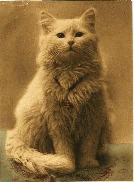 The first ever cat photo in history. Taken in 1880.jpg